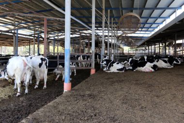 Bir ahırda süt ineklerin süt süt için hazır 