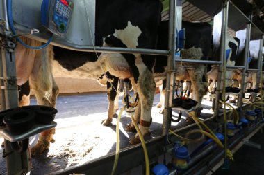 Bir ahırda süt ineklerin süt süt için hazır 