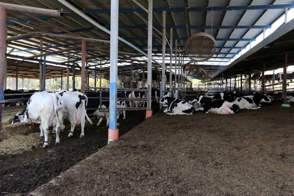 Bir ahırda süt ineklerin süt süt için hazır 