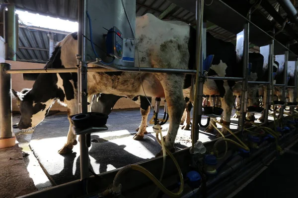 納屋で乳牛がミルクを準備ができています — ストック写真