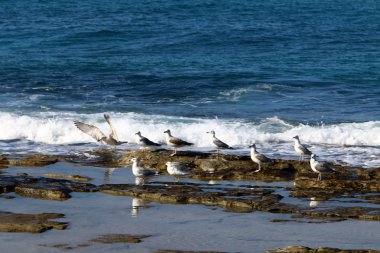 Martı Kuzey İsrail'in Akdeniz deniz kıyısında oturur