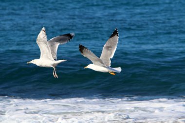 Martı Kuzey İsrail'in Akdeniz deniz kıyısında oturur