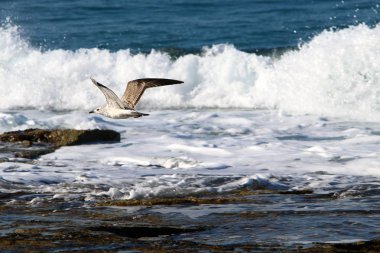 Martı Kuzey İsrail'in Akdeniz deniz kıyısında oturur