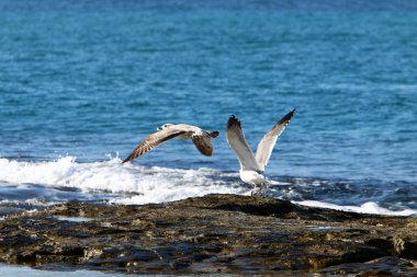 Martı Kuzey İsrail'in Akdeniz deniz kıyısında oturur