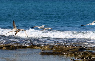 Martı Kuzey İsrail'in Akdeniz deniz kıyısında oturur