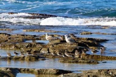 Martı Kuzey İsrail'in Akdeniz deniz kıyısında oturur