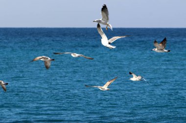 Martı Kuzey İsrail'in Akdeniz deniz kıyısında oturur