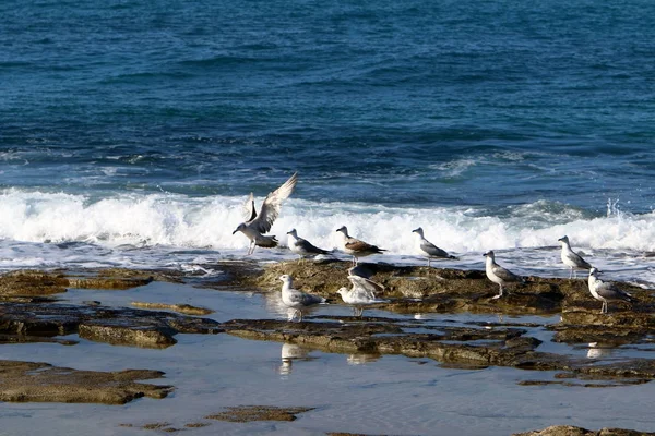 イスラエル共和国の北の地中海の海岸にカモメが座っています — ストック写真