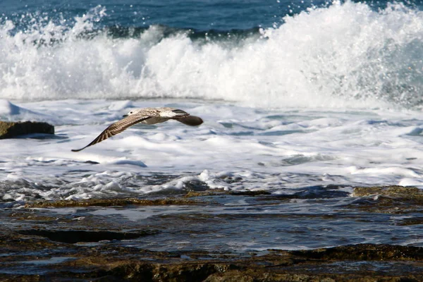 Mouette Trouve Sur Les Rives Mer Méditerranée Dans Nord Israël — Photo