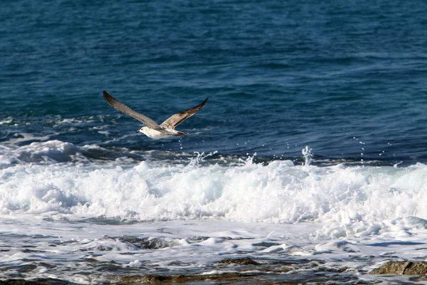 Mouette Trouve Sur Les Rives Mer Méditerranée Dans Nord Israël — Photo