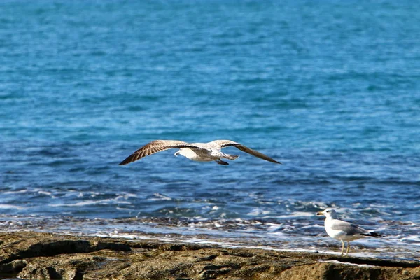 海鸥坐落在以色列北部的地中海沿岸 — 图库照片