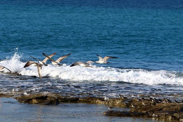 Seagull Sits Shores Mediterranean Sea North Israel — Stock Photo, Image
