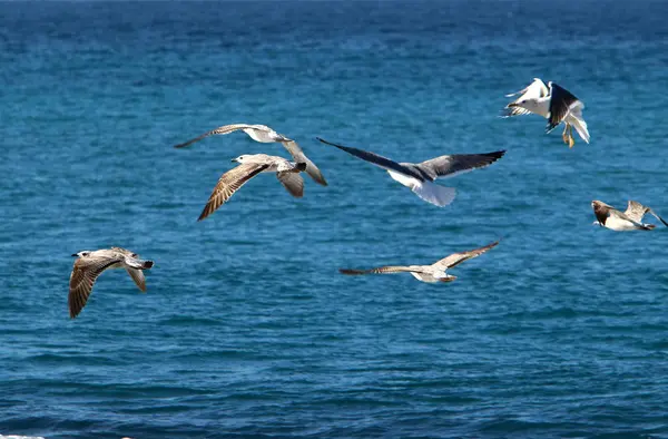 Martı Kuzey Srail Akdeniz Deniz Kıyısında Oturur — Stok fotoğraf