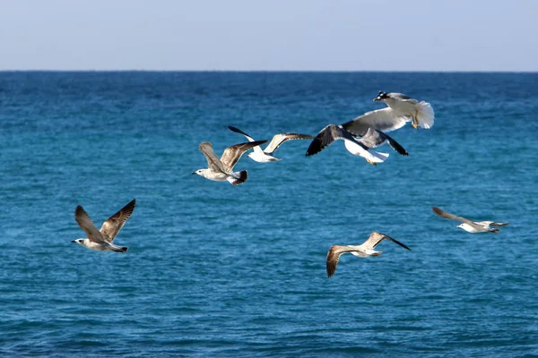 Gaivota Fica Nas Margens Mar Mediterrâneo Norte Israel — Fotografia de Stock