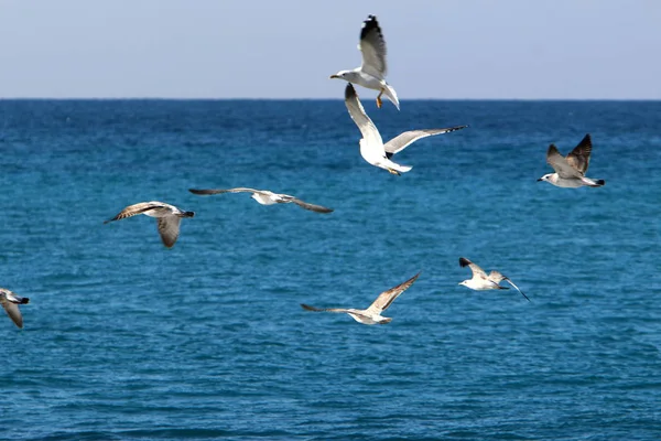 Gaviota Encuentra Orillas Del Mar Mediterráneo Norte Israel — Foto de Stock