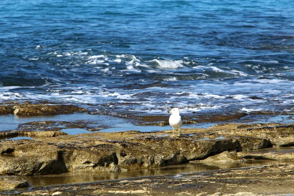 coast of the Mediterranean Sea in the north of Israel