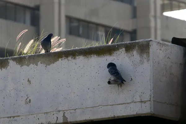 Beton Een Kunstmatig Steen Bouwmateriaal Verkregen Als Gevolg Van Het — Stockfoto