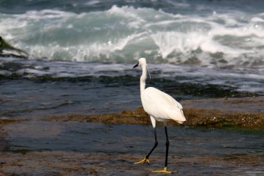 gri balıkçıl sahil üzerinde küçük balık yakalar 
