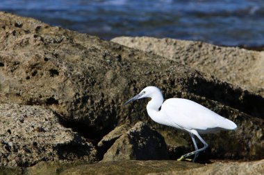 gri balıkçıl sahil üzerinde küçük balık yakalar 
