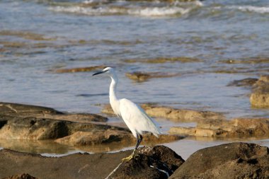 gri balıkçıl sahil üzerinde küçük balık yakalar 