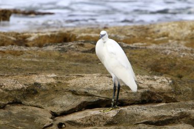 gri balıkçıl sahil üzerinde küçük balık yakalar 