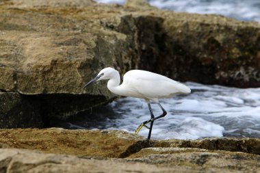 gri balıkçıl sahil üzerinde küçük balık yakalar 