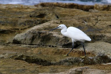 gri balıkçıl sahil üzerinde küçük balık yakalar 