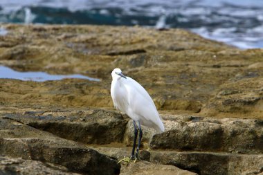 gri balıkçıl sahil üzerinde küçük balık yakalar 
