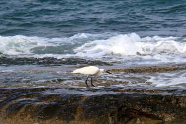 gri balıkçıl sahil üzerinde küçük balık yakalar 