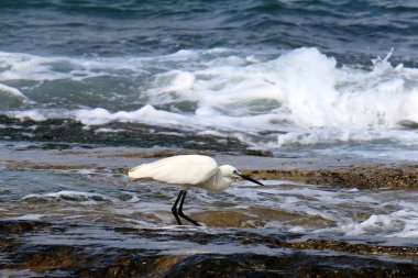 gri balıkçıl sahil üzerinde küçük balık yakalar 
