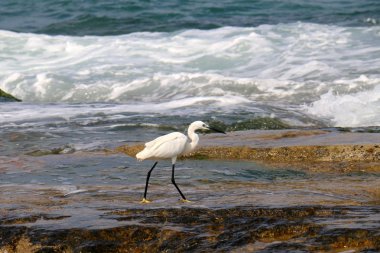 gri balıkçıl sahil üzerinde küçük balık yakalar 