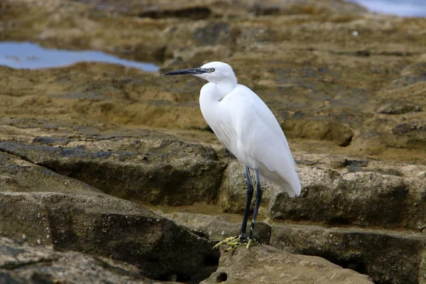 Héron Gris Sur Bord Mer Capture Petits Poissons — Photo