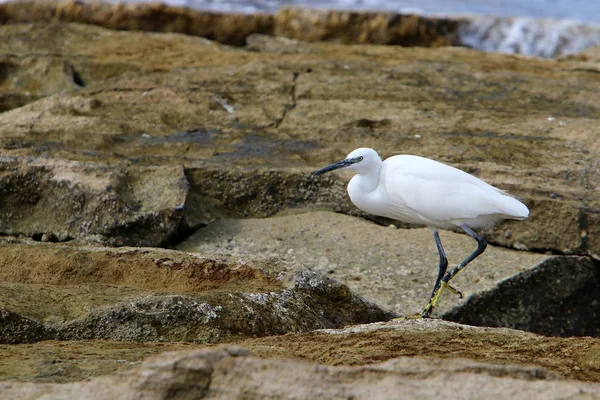 Héron Gris Sur Bord Mer Capture Petits Poissons — Photo