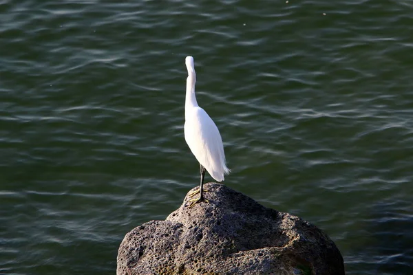 Gray Heron Seashore Catches Small Fish — Stock Photo, Image