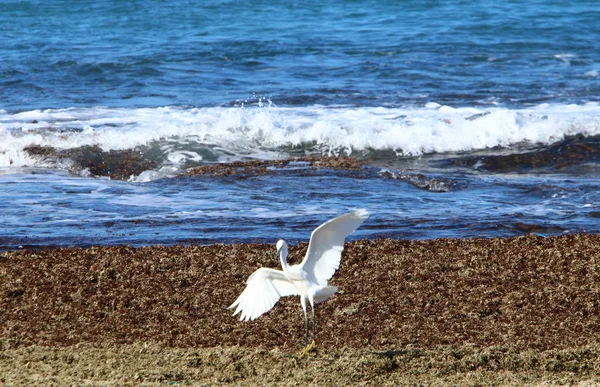 Garça Cinza Costa Captura Pequenos Peixes — Fotografia de Stock