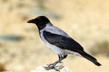 büyük bir kara karga Akdeniz kıyısında oturur 