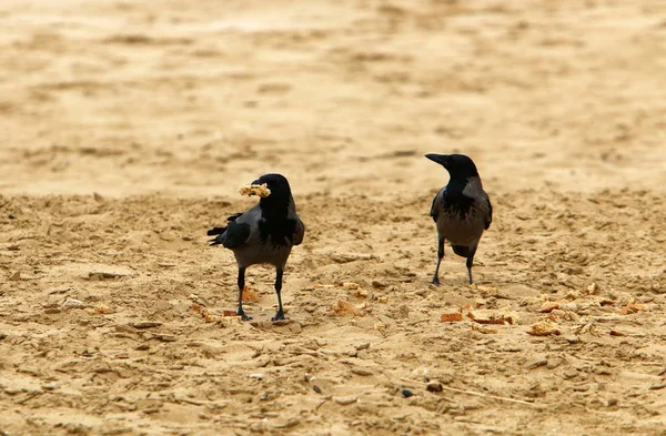 大きな黒いカラスは 地中海の海岸に座っています — ストック写真