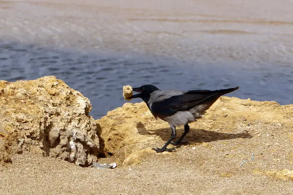 Берегу Средиземного Моря Сидит Большая Черная Ворона — стоковое фото