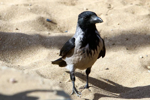 一只大黑乌鸦坐在地中海的岸边 — 图库照片