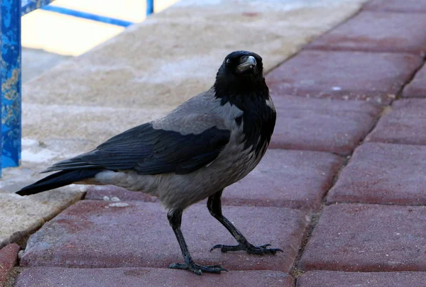 Large Black Crow Sits Shores Mediterranean Sea — Stock Photo, Image