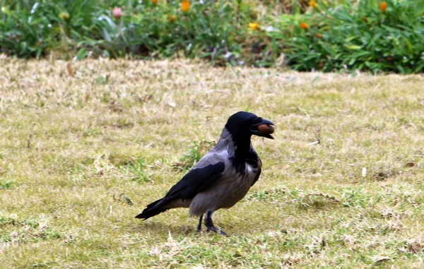 Large Black Crow Sits Shores Mediterranean Sea — Stock Photo, Image