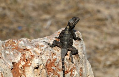 kertenkele bir taşa oturur ve güneş altında basks 
