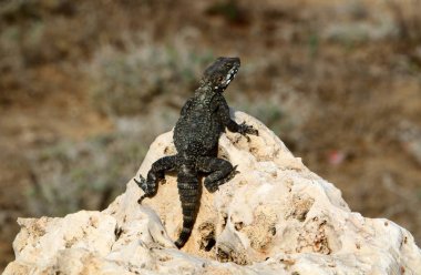 kertenkele bir taşa oturur ve güneş altında basks 