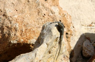 kertenkele bir taşa oturur ve güneş altında basks 
