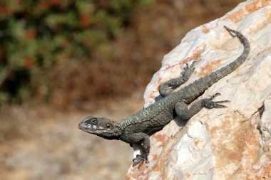 kertenkele bir taşa oturur ve güneş altında basks 
