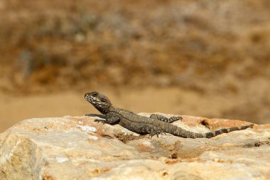 kertenkele bir taşa oturur ve güneş altında basks 