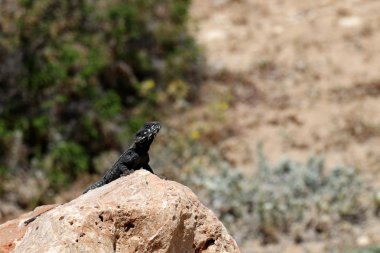 kertenkele bir taşa oturur ve güneş altında basks 