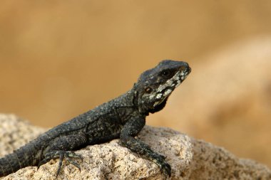 kertenkele bir taşa oturur ve güneş altında basks 
