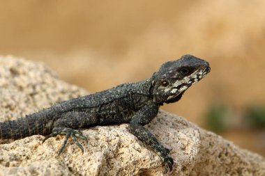 kertenkele bir taşa oturur ve güneş altında basks 