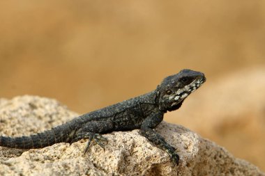 kertenkele bir taşa oturur ve güneş altında basks 